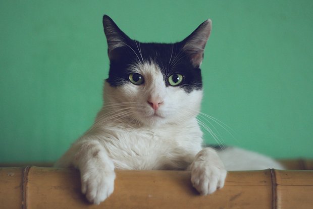 Внимательная кошка спасла 64 кошки и хозяев